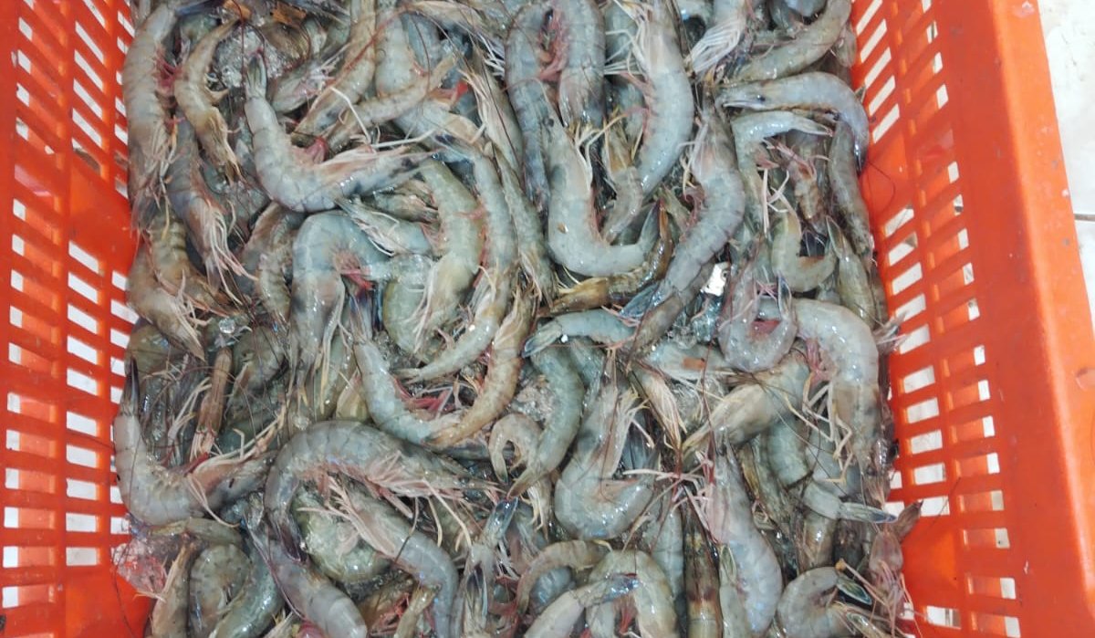 Este sábado salen a la captura de camarón y jaiba más de mil pescadores en la Bahía Santa María