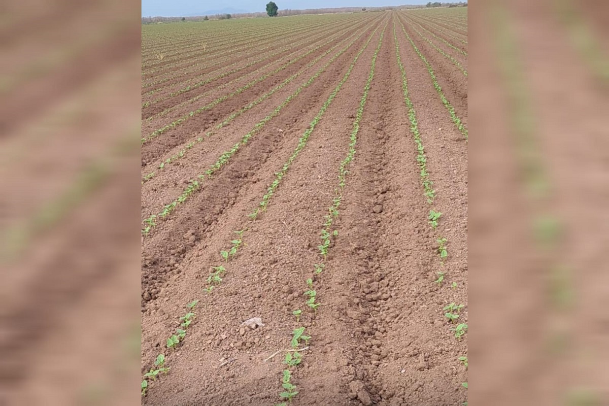 La autorización de siembra de frijol va por ser de baja demanda de agua y que no se pase de su tiempo óptimo