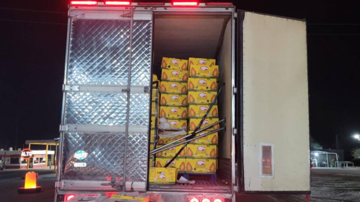 En operativo antidrogas en Sonora, hallan casi una tonelada de cocaína en papayas