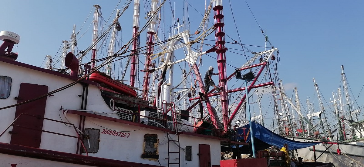 “Se escucha que para Altata no hay camarón”, declara un pescador del parque Bonfil