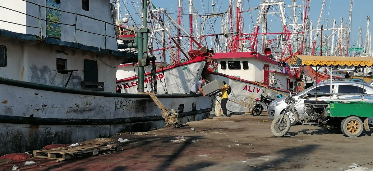 Ni más camarón, tampoco tallas grandes es como ha imperado la temporada 2024-2025, solo pérdidas: Pescadores