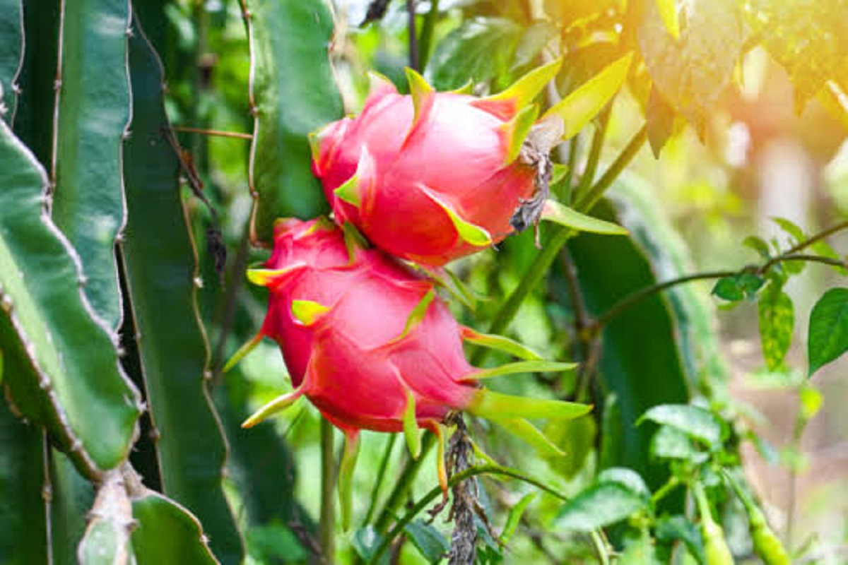 Del mango a la pitahaya, visualizan fruticultores del sur de Sinaloa con el agua de la Santa María