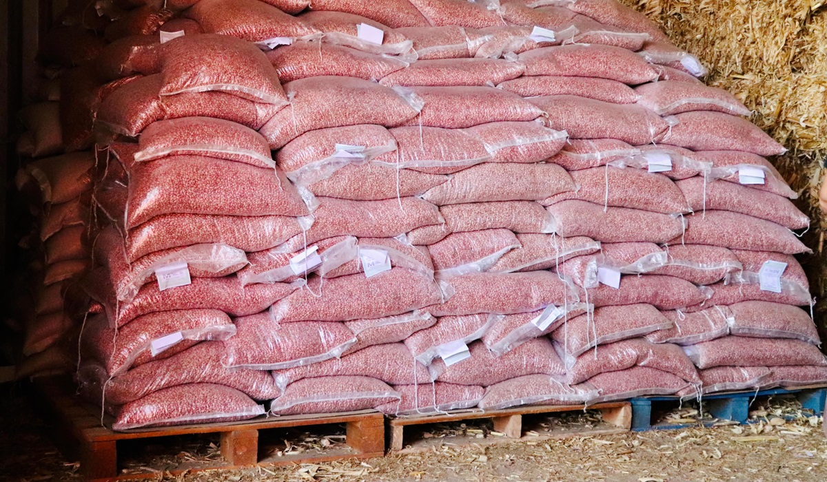 Piden al Gobierno de Sinaloa agilizar entrega de semilla para el sector temporalero de Ahome antes que llueva