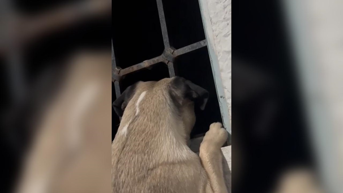 (VIDEO) Reportan balazos en sector oriente de la ciudad de Culiacán