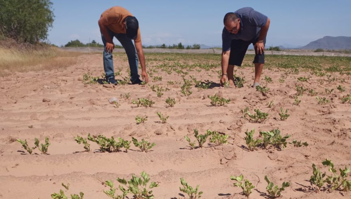 Agricultores de Mazatlán enfrentan pésima situación; reducirán superficie de siembra para evitar pérdidas económicas