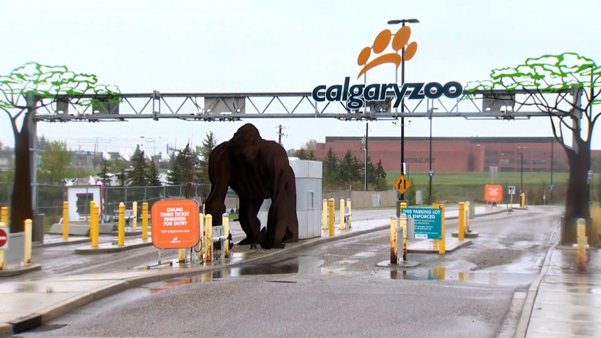 Tragedia en el zoológico de Calgary: Gorila bebé fallece en accidente