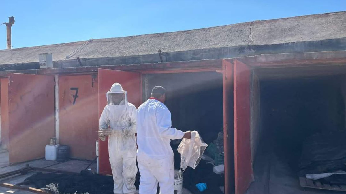 Protección Civil auxilia a mujer que fue atacada por abejas en Teacapán