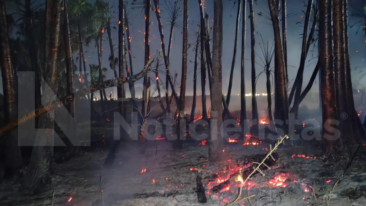 Fuego arrasó con 127 palmeras y 10 árboles de distintas especies cerca al CUM de Los Mochis