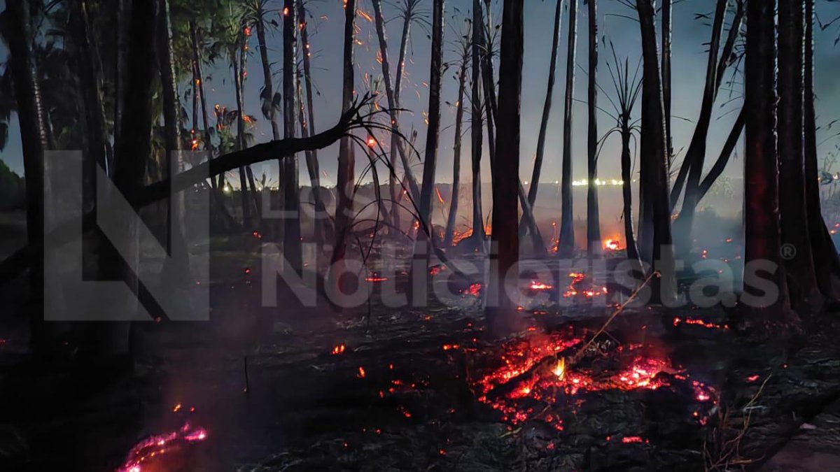 Se incendian palmeras frente al CUM en Los Mochis