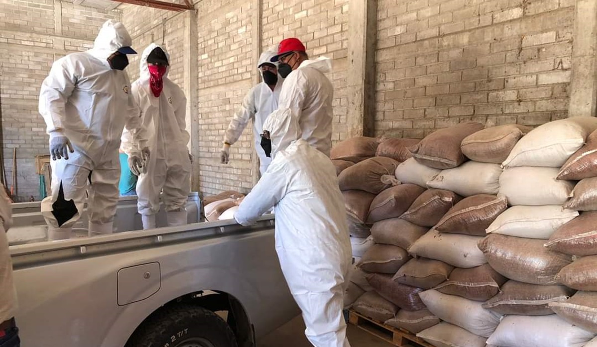 Por predios sin sembrar estiman alta incidencia de rata de campo en Guasave; JLSV inicia campaña