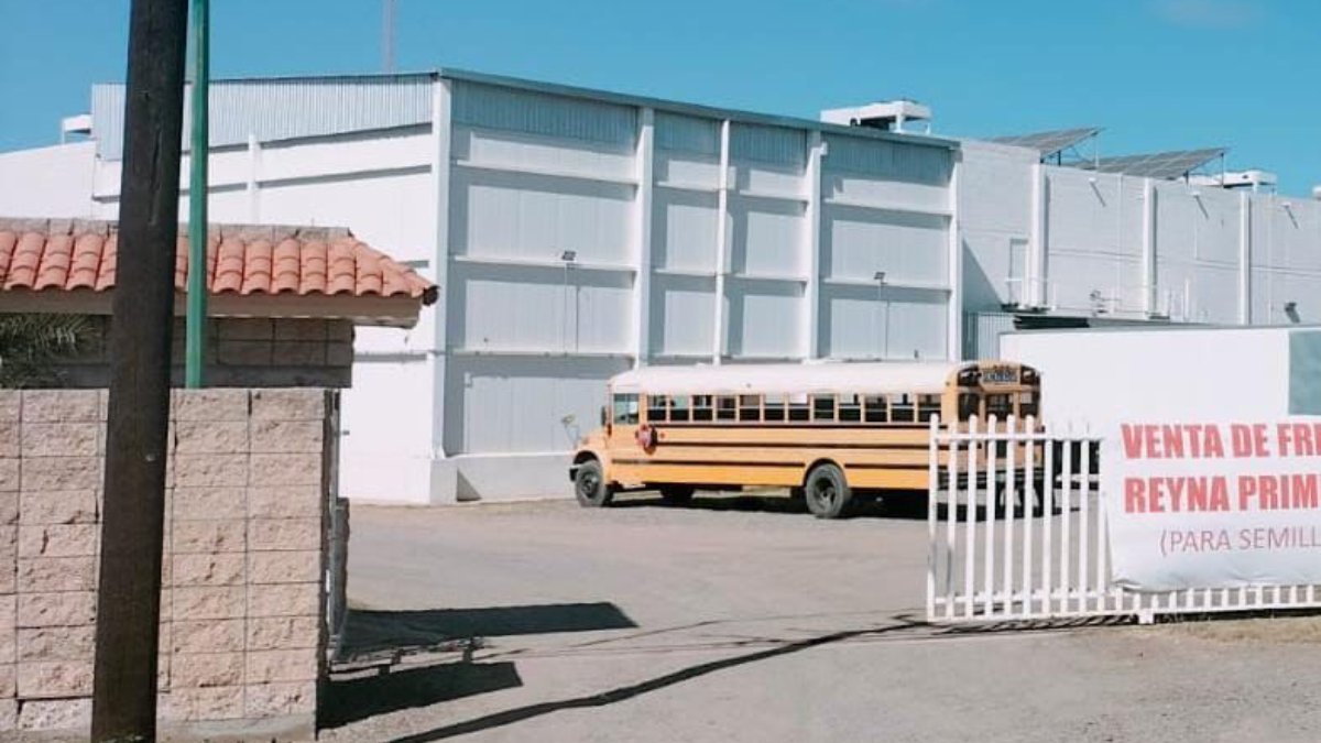 Encapuchados roban camión de carga y dos toneladas de frijol de una empresa procesadora de camarón en Guasave