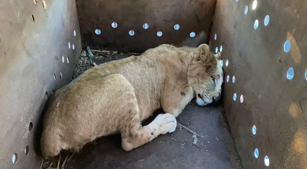 Rescatan a cachorro de león africano en El Fuerte, Sinaloa; suman 9 felinos salvados en medio de la violencia