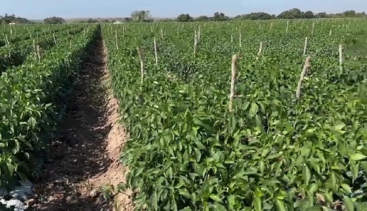 ‘Brota’ la salinidad de mantos friáticos en zonas agrícolas de Mazatlán; hay preocupación en productores: AARP
