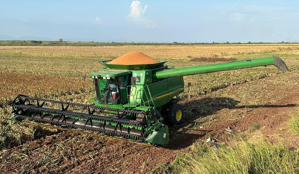 Agricultores de Elota esperarán que el sorgo se consolide como cultivo alternativo en Sinaloa y ver si realmente será redituable