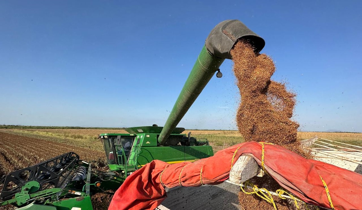 Costo de producción del sorgo saldría más barato que el maíz, eso es una buena oportunidad para el agricultor