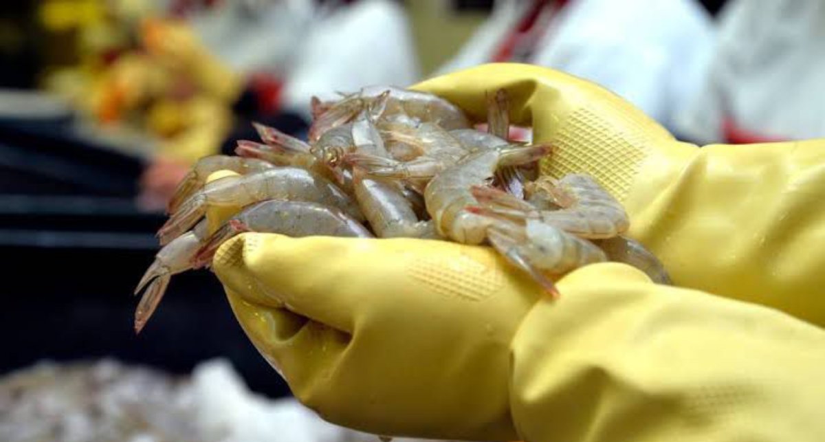 México mantendrá Certificación para Exportación de Camarón en 2025