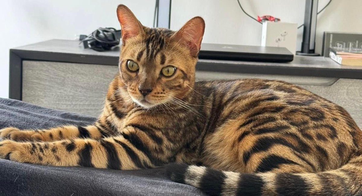 Ofrecen 3 mil pesos de recompensa a quien encuentre gato exótico en Guasave