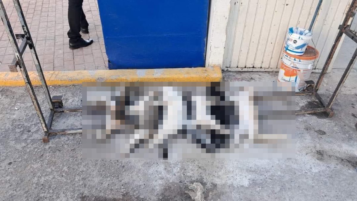 Amanecen seis gatos muertos en la UAS Mazatlán; en redes sociales acusan a personal de violentarlos