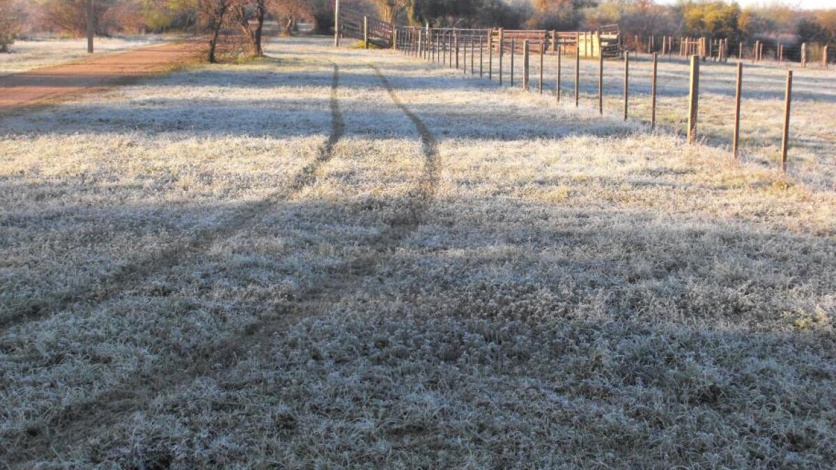 ¡Alerta! Llegan las primeras heladas a la sierra de Sinaloa; hoy el termómetro marcó de 0 a 5 grados