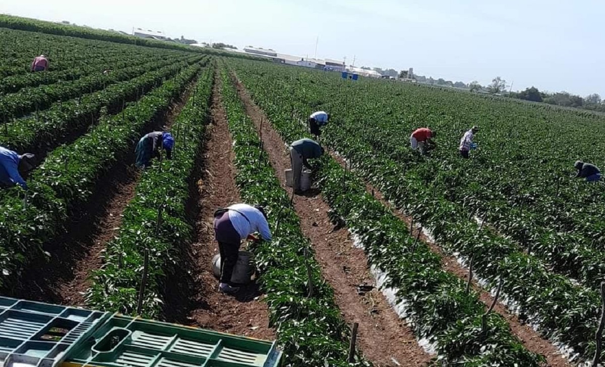 Con buena expectativa inicia el corte de hortalizas para exportación en Guasave
