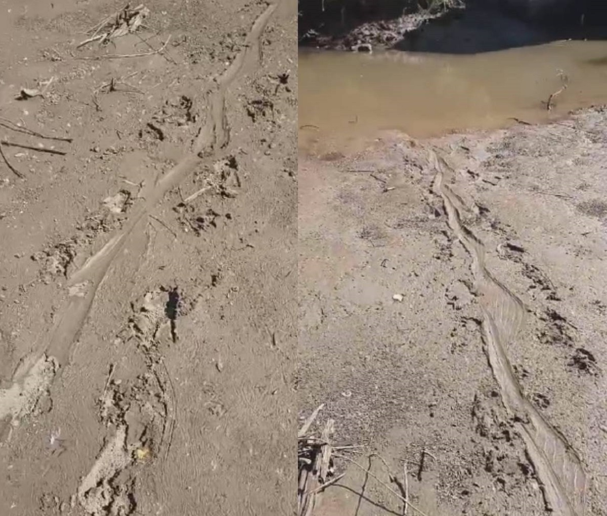 VIDEO: Localizan huellas de cocodrilo junto a las bombas de agua potable en La Brecha, Guasave