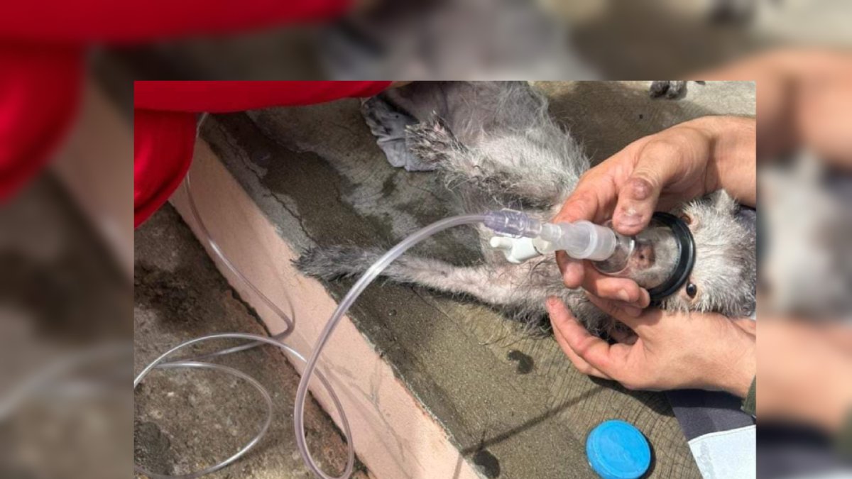 Incendio en casa habitación en Mazatlán deja una joven lesionada y un cachorro sin vida