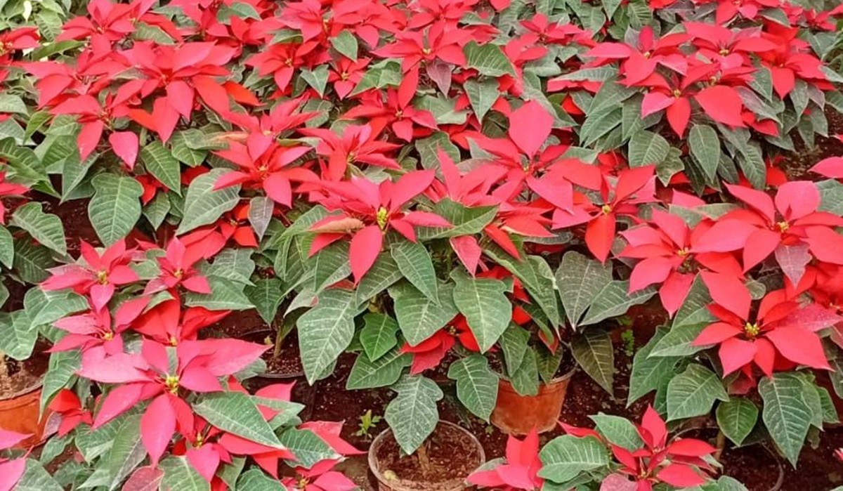 A la conquista Concordia con su flor de nochebuena; las alistan para venta decembrina