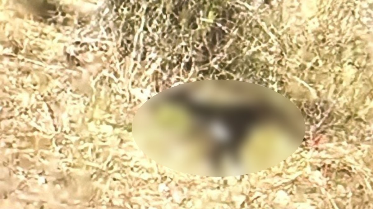 Aparecen perritos heridos y muertos con navaja, en Tamazula II, Salvador Alvarado