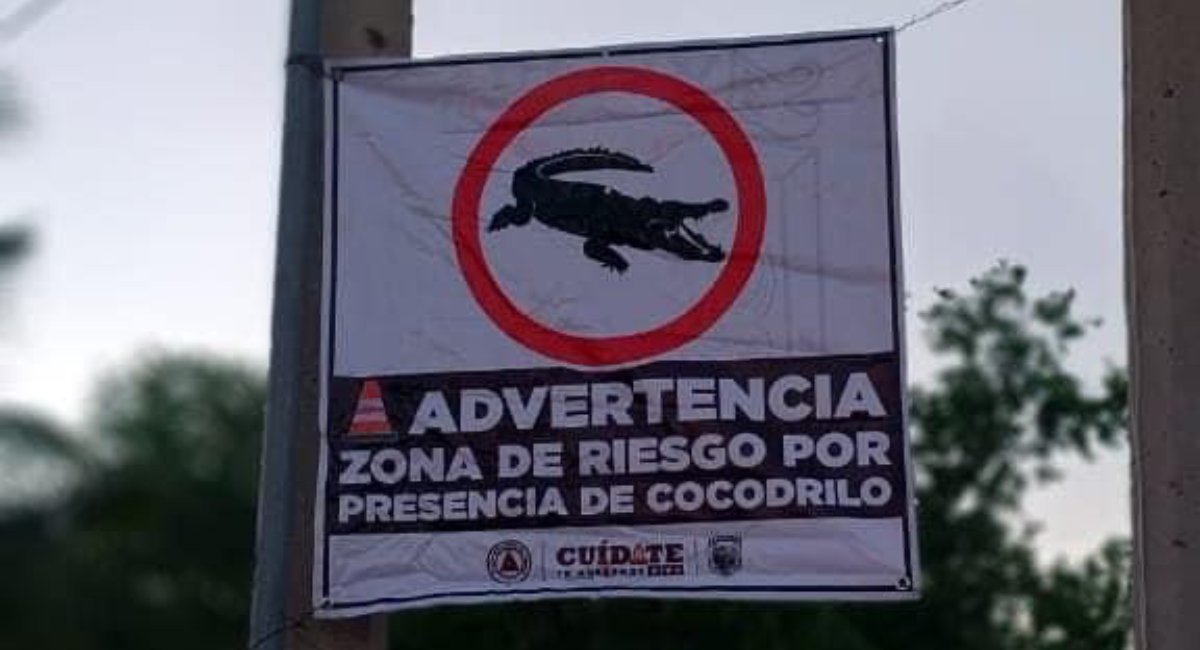 PC confirma presencia de cocodrilos en La Brecha, Guasave y coloca señalizaciones de precaución