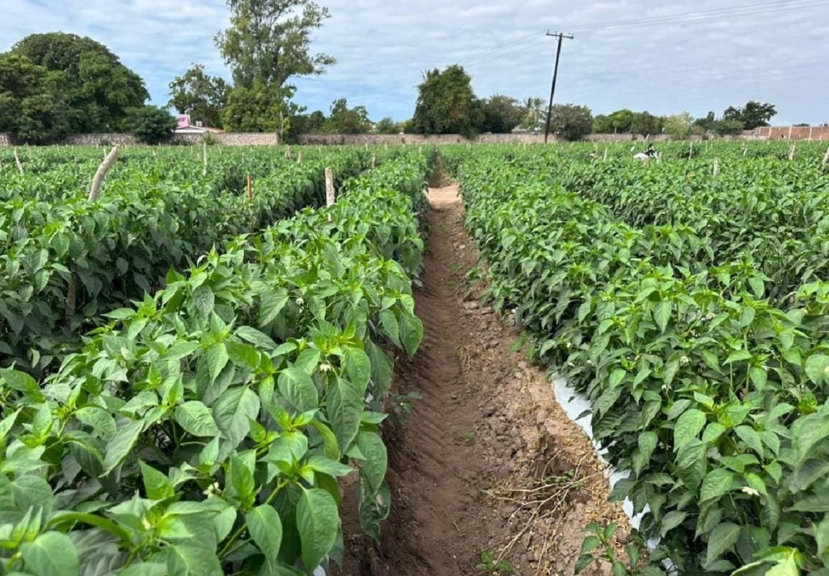 El sector hortícola será el gran salvador en Sinaloa, hay confianza de mantener buena demanda: Caades