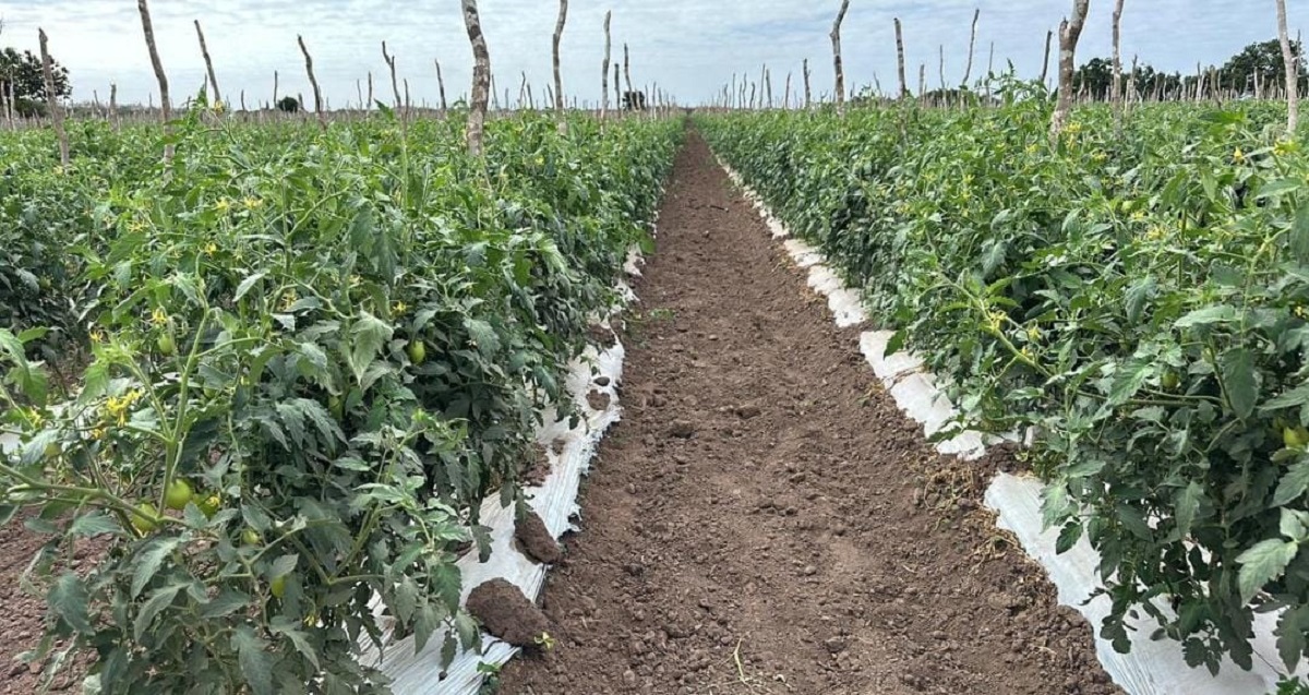 Se caen hasta el 50% los precios de los picosos: productores de Mazatlán se muestran preocupados y con mermas