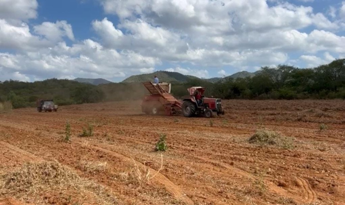 Ausencia de lluvias en Choix obligó a apresurar los cortes y trillas de cacahuates a los productores temporaleros