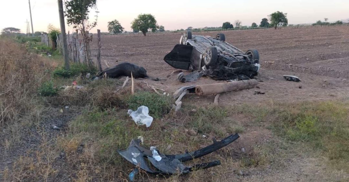 Volcadura de vehículo deja dos personas heridas y una vaca muerta en carretera de Villa Unión