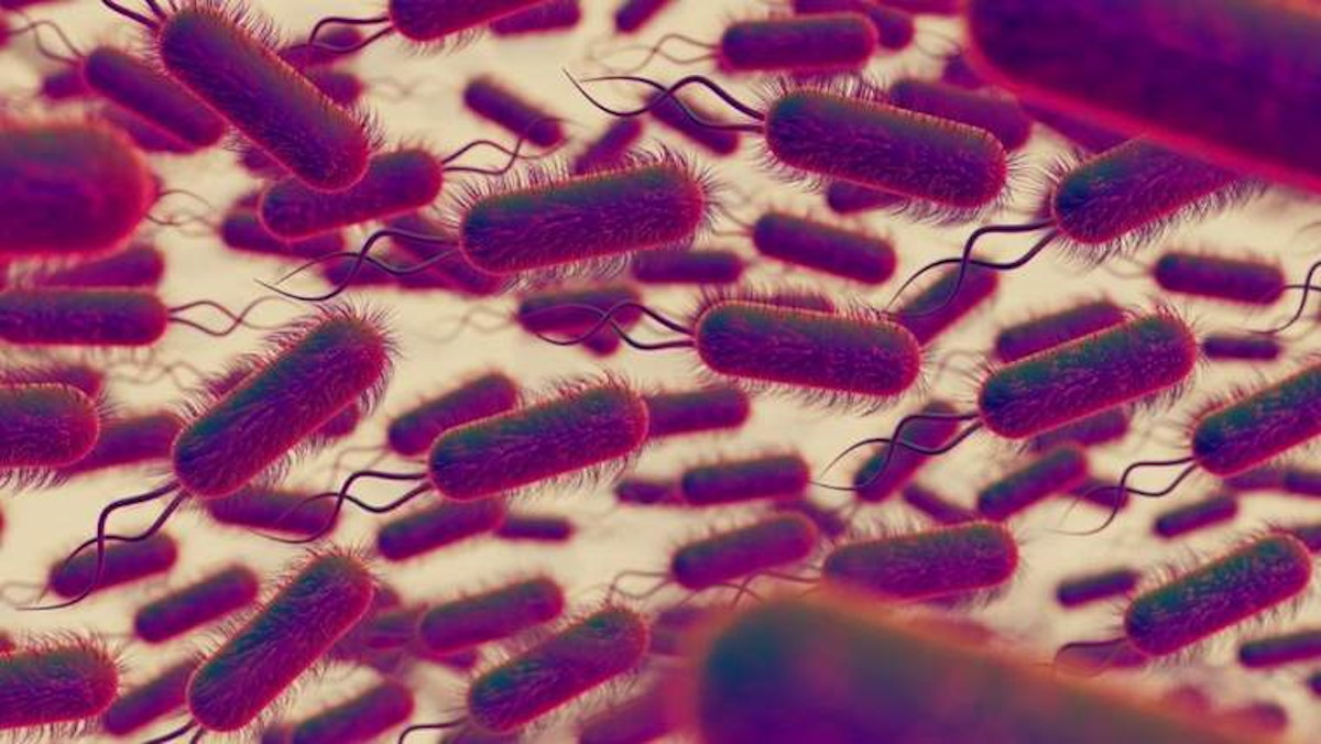 Bacteria Klebsiella Oxytoca ¿Qué afecta y cuáles son sus síntomas?