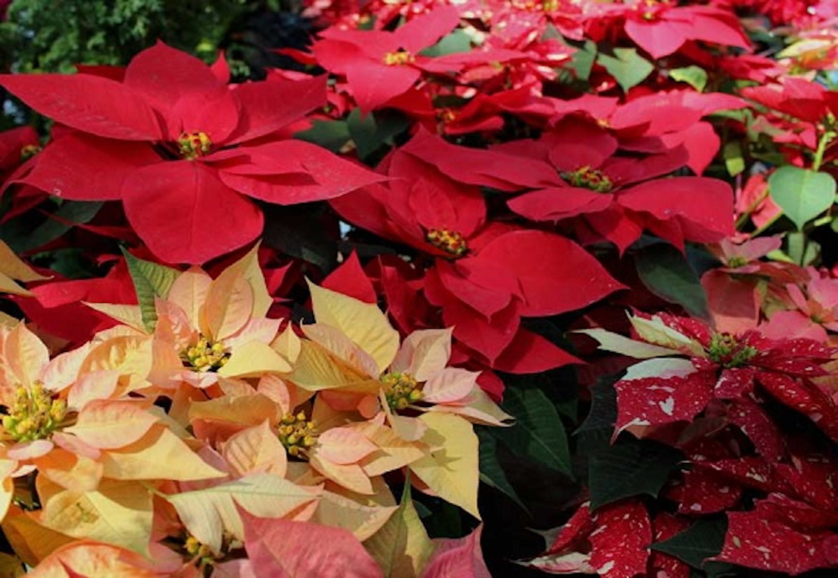 Descubre cómo lograr el rojo intenso en la Flor de Nochebuena, con estos consejos