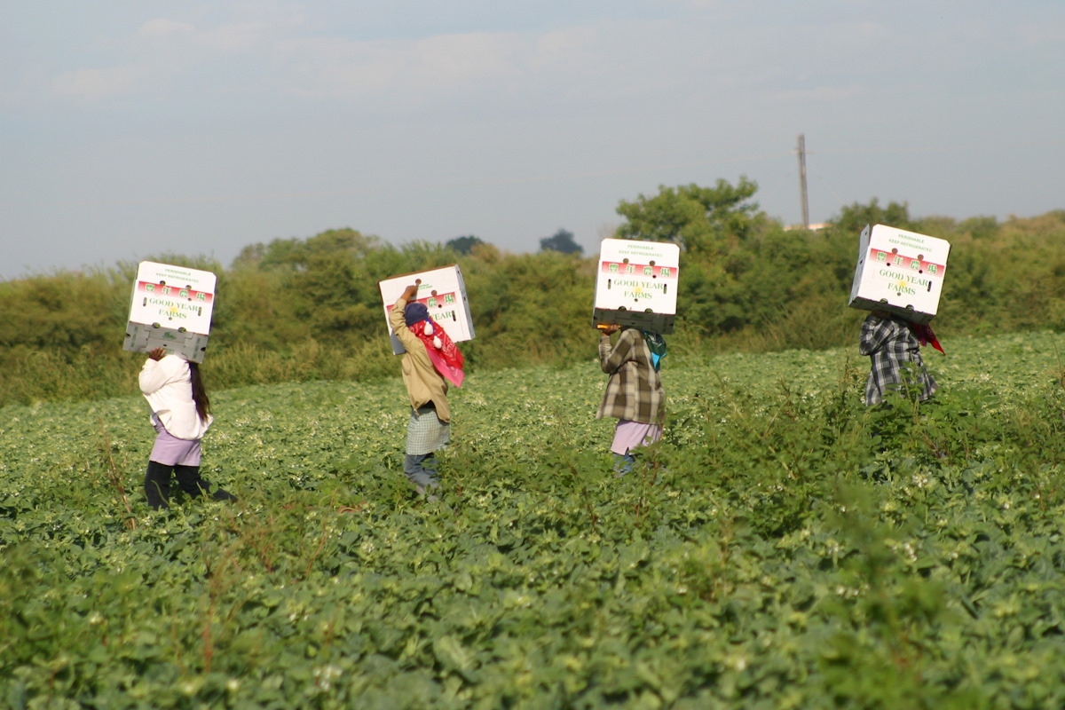 Alista gobierno de Sheinbaum plan en beneficio de los jornaleros agrícolas que migran a Sinaloa y otros estados