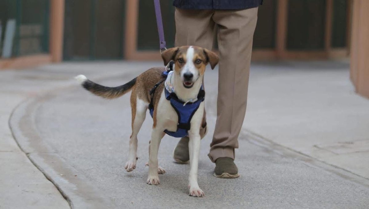 Agenda verde de Mazatlán busca garantizar los derechos de los animales: Estrella Palacios Domínguez