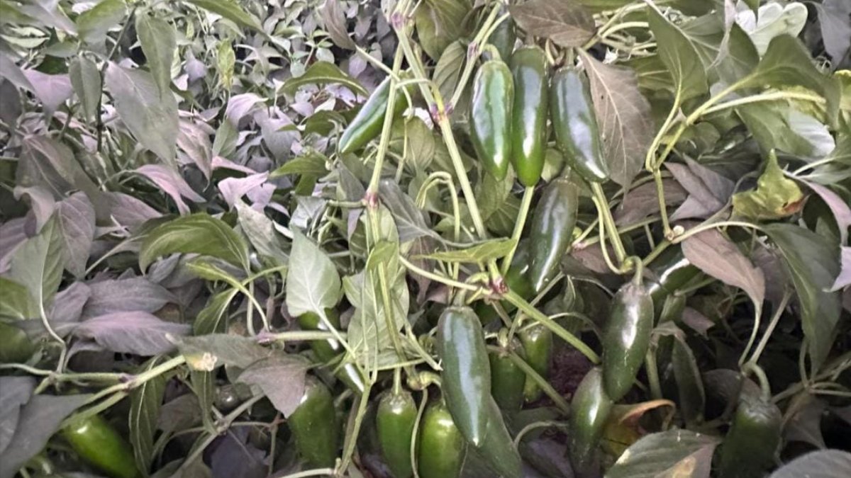 Hortalizas en campos de Escuinapa