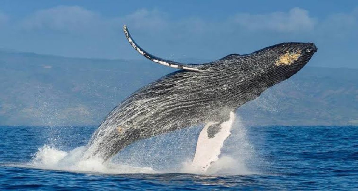 ¿Te gustan las ballenas… marinas? Anuncian el ‘Munba Expeditions’ para temporada de avistamiento en Mazatlán