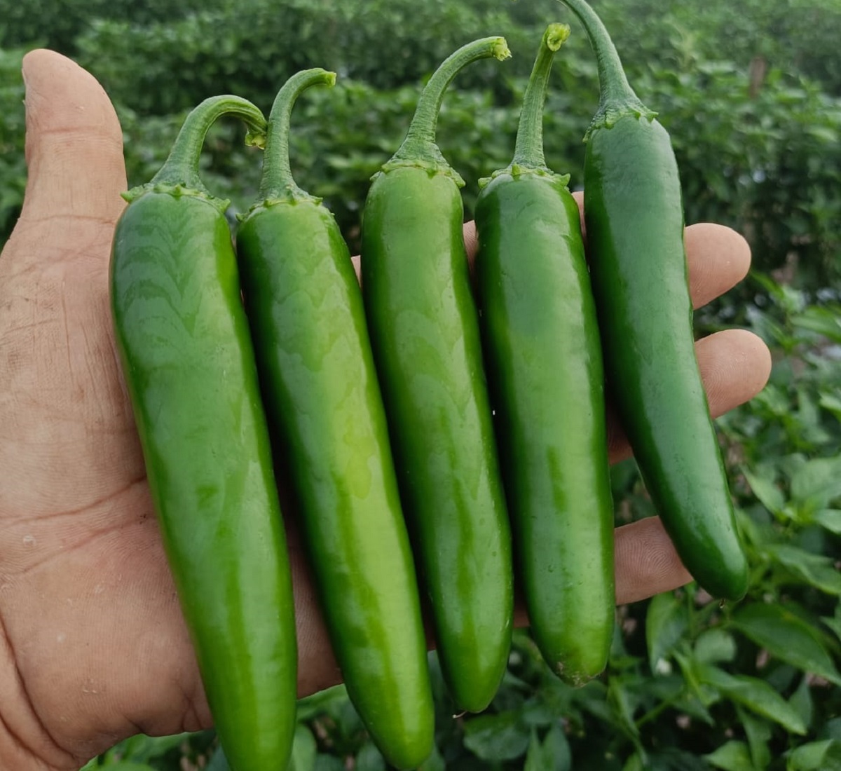 Mantiene dolor de cabeza a productores de Escuinapa los bajos precios del chile