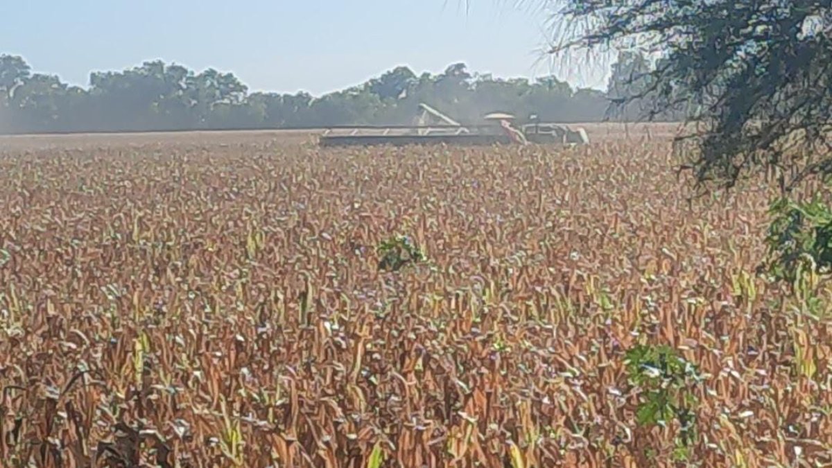 Agricultores confían en que la naturaleza siga manifestando con las lluvias y tener un mejor ciclo por venir