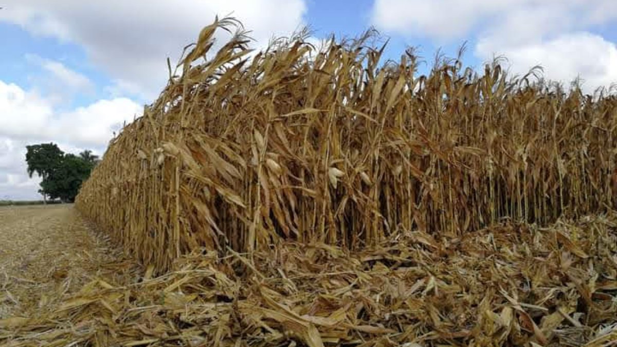 De picada el promedio de producción de maíz; Sinaloa tendrá su peor temporada de cosecha: CNC