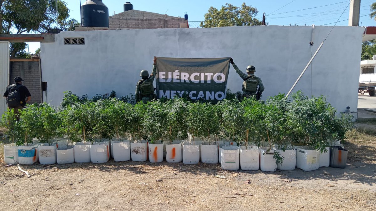 Aseguran en pleno centro de la Cruz de Elota, 226 plantas de marihuana