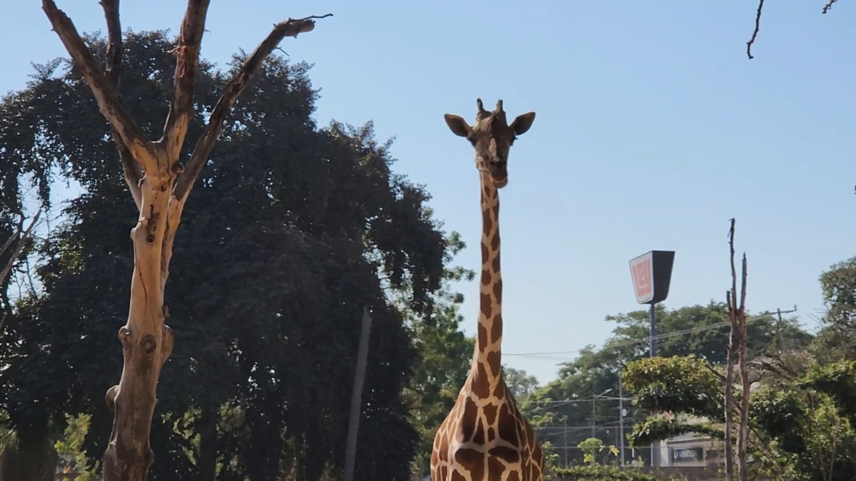 Profepa investigará muerte de jirafa en el Zoológico de Culiacán