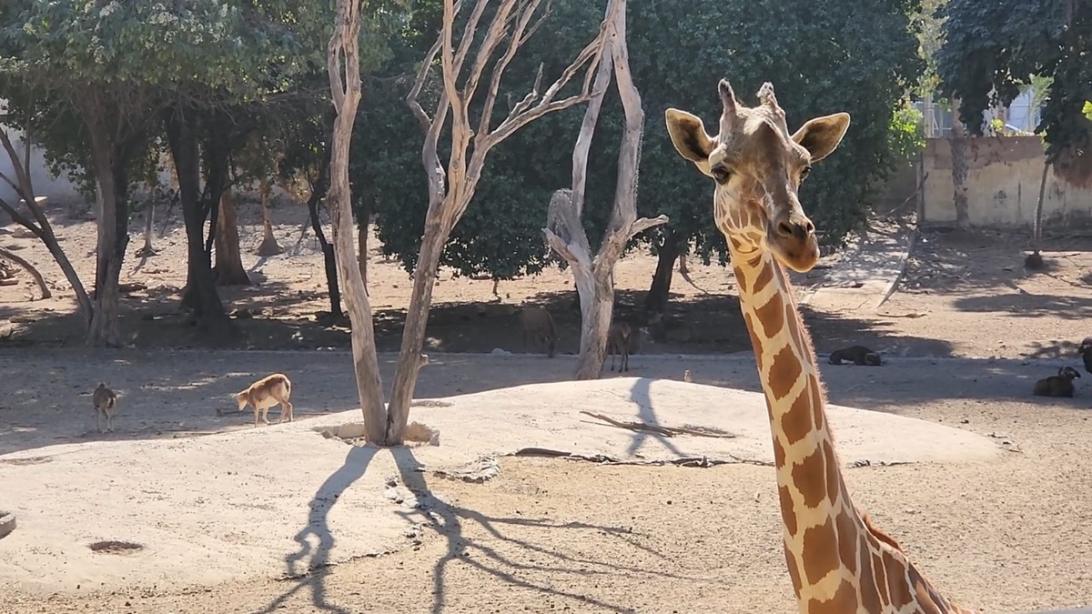No es la película de Madagascar, desaparece jirafa del Zoológico de Culiacán