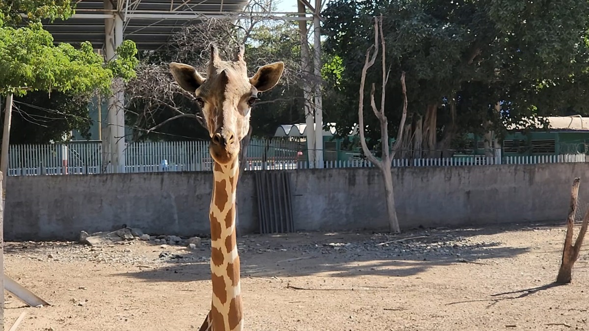 Fallece la jirafa Yuli en el Zoológico de Culiacán; autoridades informan que se trató por una caída tras las fuertes lluvias