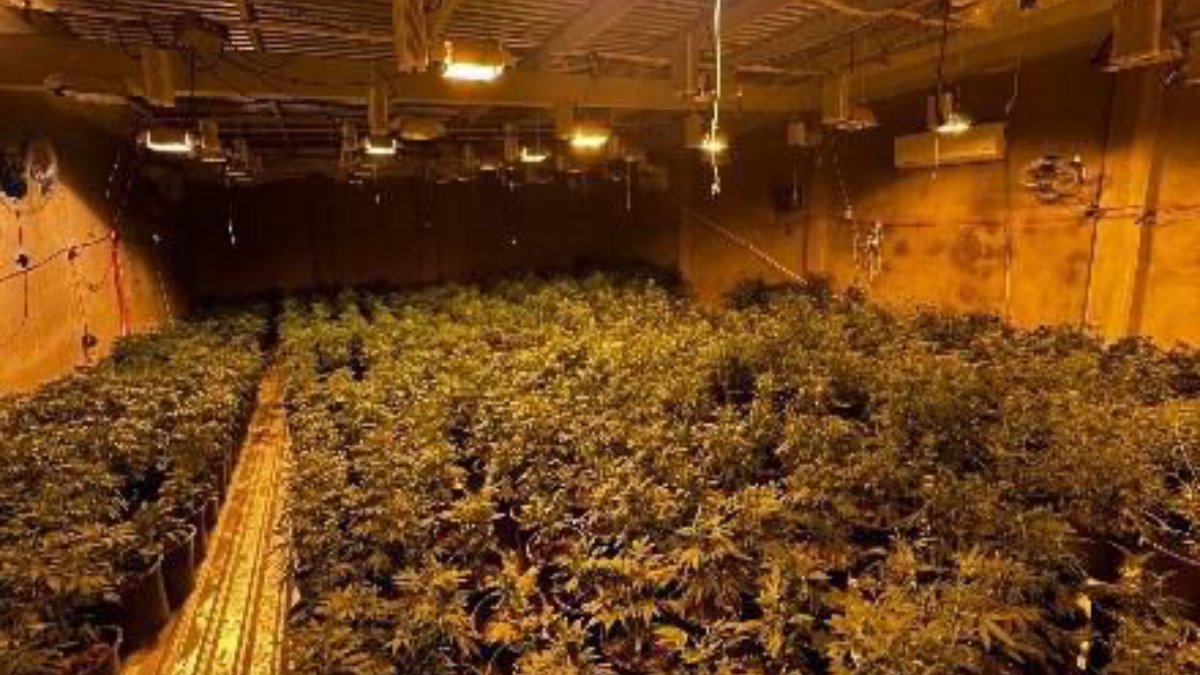 Hallan mil 500 plantas de marihuana tras cateo a un inmueble en la colonia Progreso de Culiacán