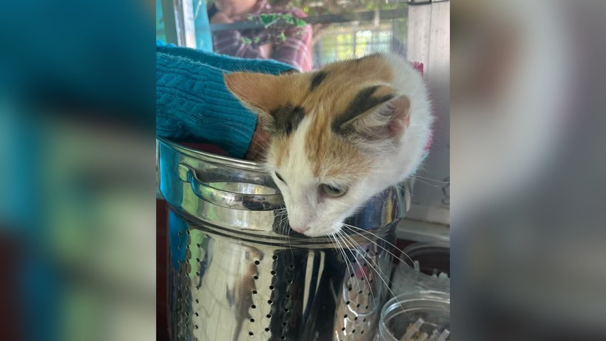 En una olla llevan a esterilizar a gatita en Sinaloa municipio; imágenes se viralizan