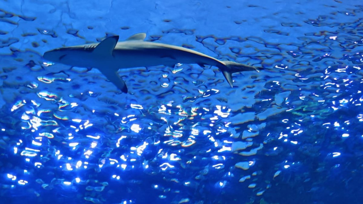 Gran Acuario Mazatlán lanza el “Tour Tiburón”: una aventura para conocer y proteger a los escualos