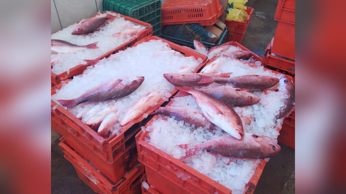 Capturas de guachinango reactivan esperanzas y economía de pescadores en el norte de Sinaloa